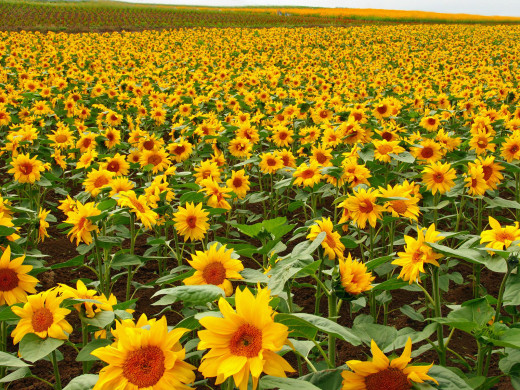 428269 (a): :1600x1200